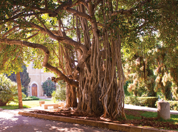 AUB Trees Tell Their Stories